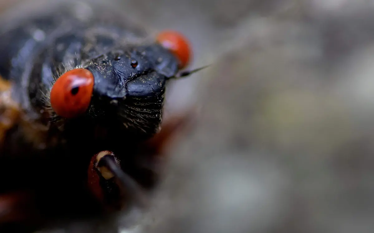 Prevén invasión de chicharras en Estados Unidos un fenómeno casi irrepetible llamado 'cigarrageddon' Reuters (2)